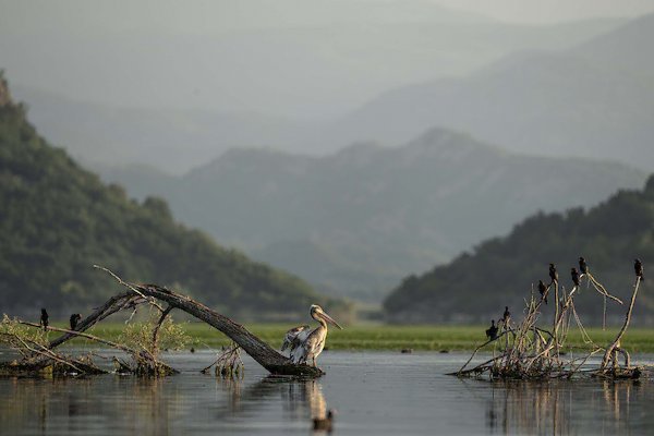 Lush natural landscapes and pristine ecosystems